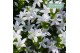 Campanula posch. adansa white 
