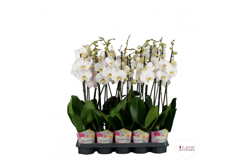 Phalaenopsis wit Promiss- 2 tak - 75/80cm Phalaenopsis wit Promiss- 2 tak - 75/80cm