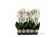 Phalaenopsis wit Promiss - 2 tak - 65/70cm 