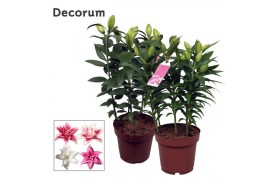 Lilium oriental Roselily Mix Decorum