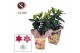 Lilium oriental Oriental 13cm Bag BLUSH mix 