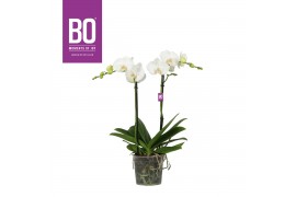 Phalaenopsis wit BO - Funda White - 2 tak ,18+ bloem