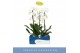 Phalaenopsis fontano wealth wit 1 tak cascade 