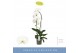 Phalaenopsis fontano wealth wit 1 tak cascade 