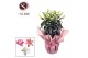 Lilium oriental Roselily Pink RONDELLA 
