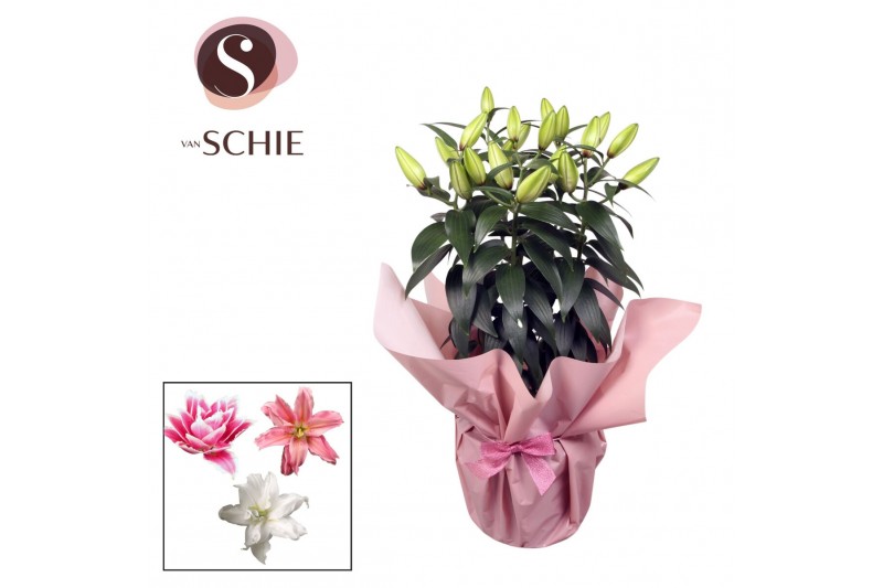 Lilium oriental Roselily Pink RONDELLA Lilium oriental Roselily Pink RONDELLA