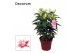 Lilium roselily nowa decorum 