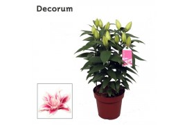 Lilium roselily nowa decorum