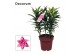 Lilium roselily esra decorum 