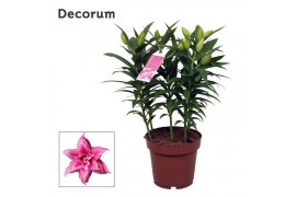Lilium roselily esra decorum