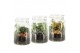 Arrangementen kamerplanten 90718: Terrarium arrangement 