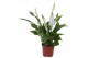 Spathiphyllum pearl cupido 2+ zonder hoes 