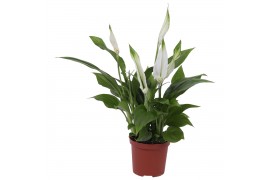 Spathiphyllum pearl cupido 2+ zonder hoes
