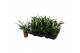 Spathiphyllum pearl cupido 2+ zonder hoes 