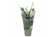 Spathiphyllum pearl cupido cupido hoes 