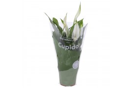 Spathiphyllum pearl cupido cupido hoes