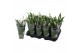 Spathiphyllum pearl cupido cupido hoes 