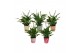 Spathiphyllum pearl cupido KP-850.1 - Spathiphyllum 9cm in waterdichte 