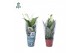 Spathiphyllum pearl cupido 2+ lange 