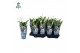Spathiphyllum pearl cupido 2+ lange 