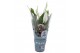 Spathiphyllum pearl cupido 2+ lange 