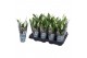 Spathiphyllum pearl cupido 2+ lange 