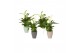 Spathiphyllum pearl cupido KP-590.30 - in trendy keramiek 
