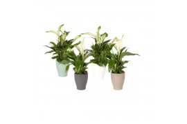 Spathiphyllum pearl cupido KP-590.30 - in trendy keramiek