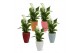 Spathiphyllum pearl cupido KP-590.30 - in trendy keramiek 