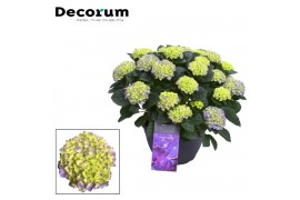 Hydrangea macr. hi river Blauw 20+