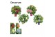Hydrangea macrophylla Mix 20+ schalen 