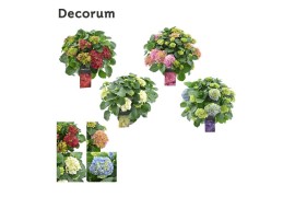 Hydrangea macrophylla Mix 20+ schalen
