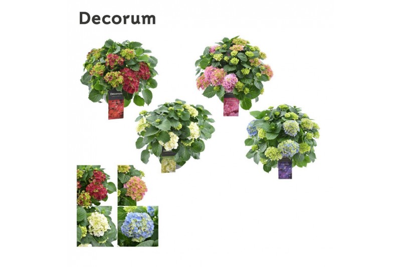 Hydrangea macrophylla Mix 20+ schalen 