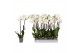 Phalaenopsis white world 2 tak - 16+ bloemen 