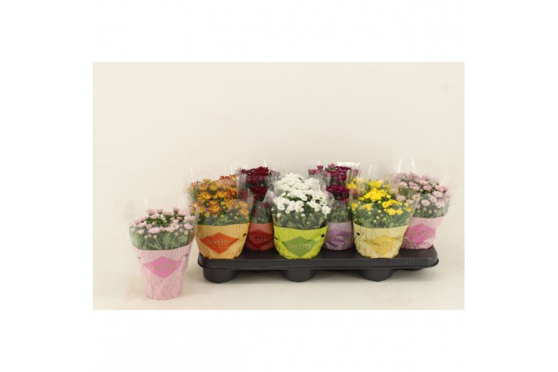 Chrysanthemum swifty 