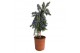 Rosmarinus prostratus officinalis op stam 