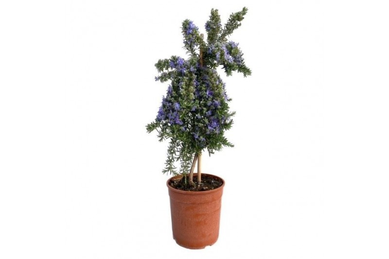 Rosmarinus prostratus officinalis op stam 