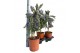 Rosmarinus prostratus officinalis op stam 