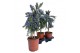 Rosmarinus prostratus officinalis op stam 