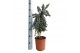 Rosmarinus prostratus officinalis op stam 
