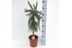 Rosmarinus prostratus officinalis op stam 