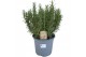 Rosmarinus officinalis 