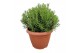 Rosmarinus officinalis 