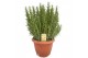 Rosmarinus officinalis 