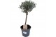 Lavandula angustifolia op stam 