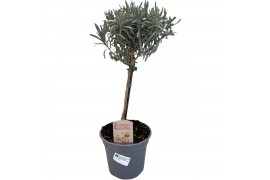 Lavandula angustifolia op stam