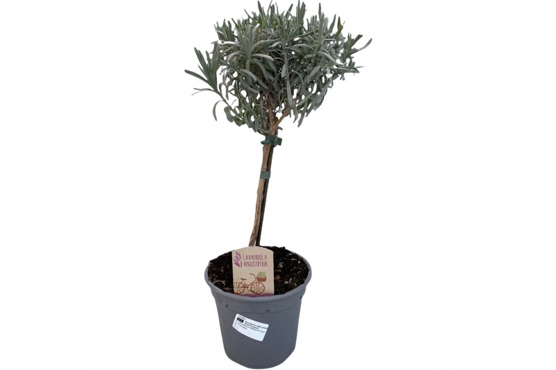 Lavandula angustifolia op stam 