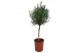 Rosmarinus officinalis 