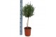 Rosmarinus officinalis 