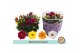 Chrysanthemum ind. carnaval special schaal 